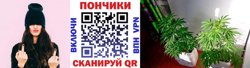 даркнет сайт  Будённовск  blacksprut   Бошки Шишки гибрид 
